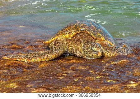 Hawaiian Sea Turtle Or Green Sea Turtle Rests On The Shore In Laniakea Beach Or Turtle Beach On Oahu