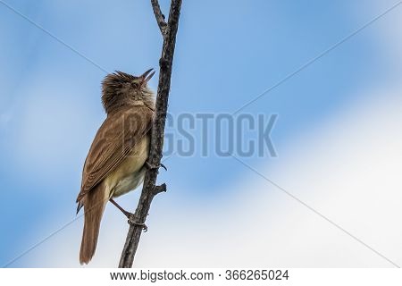 Singing Bird - A Large Warbler Sits On A Thin Branch Of Reed. Cute Little Brown Loud Secretive Songb