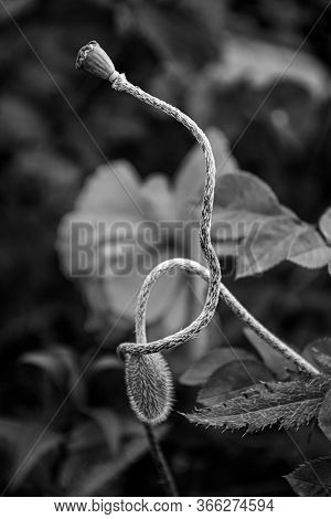 Monochrome Photo Of Subtle Tangled Stems Of Poppy Flower Buds On Blurry Background With Copy Space. 