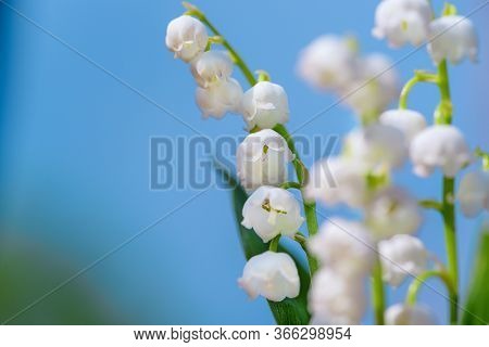 Flower Spring Lily Of The Valley Background Horizontal Close-up Macro Shot. Close-up Of Lily Of The 