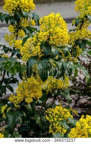 Bush Of Mahonia With Leaves And Berries
