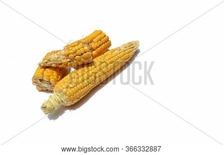 Peeled Corn Or Maize Isolated On White Background With Copy Space