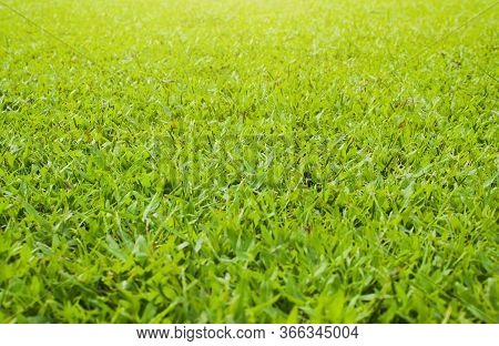 Tropical Green Carpet Grass Lawn Close Up Photo