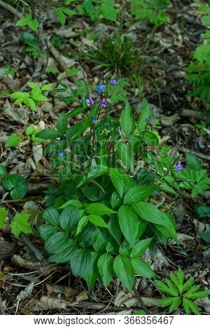 Lathyrus Vernus Flowering Herbaceous Perennial Plant. Forest Plants Of Ukraine.