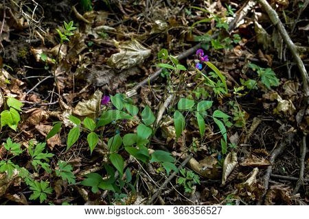 Lathyrus Vernus Flowering Herbaceous Perennial Plant. Forest Plants Of Ukraine.