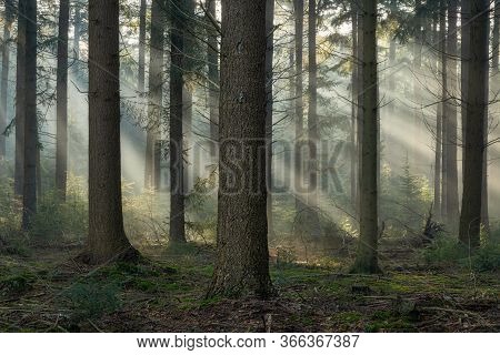 Speulderbos, Gelderland, The Netherlands - October 30, 2019 : Early Morning Light Rays And Fog Betwe