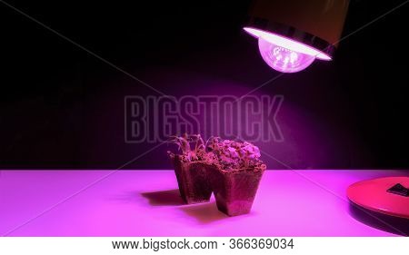 Sprouts Basil And Spinach. Growing Seedlings At Home And Pink Led Phyto-lighting Lamps For Plants.