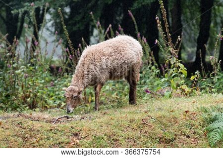 A Shorn Sheep Grazes On A Picturesque Mountain Pasture Among Subtropical Plants. Selective Focus.