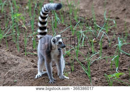 A Ring-tailed Lemur Hops Around In The Fields Of The Locals
