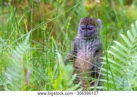 One Bamboo Lemur Between The Tall Grass Looks Curious