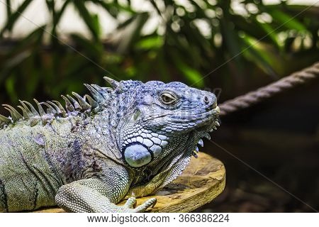 Green Iguana Also Known As The American Iguana Is A Lizard Reptile In The Genus Iguana In The Iguana