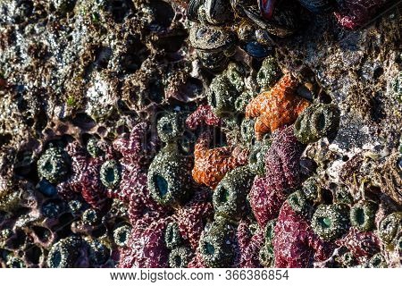 Cluster Of Ochre Sea Stars Exposed By The Low Tide Clinging To A Porous Rock Surface In The Southern