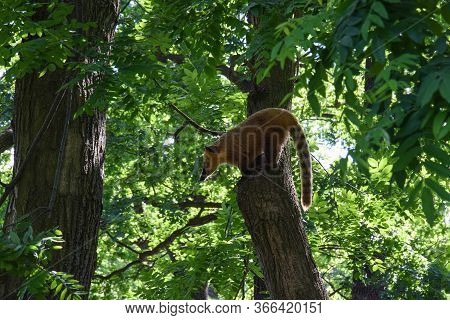 Among The Green Trees Sits Raccoon Nose With A Striped Tail. Berlin. Germany