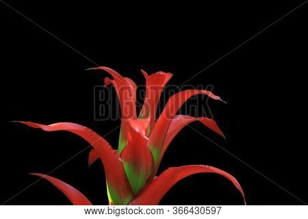 Ananas bracteatus, tropical flower on black background