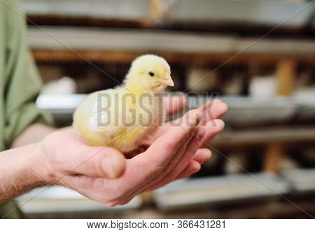 Broiler Chicken Close-up In The Hands Of A Farmer On The Background Of A Poultry Farm. Breeding And 