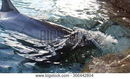 Dolphin Smile In Water. Dolphin In Water. Dolphin Head. Dolphin Smiling