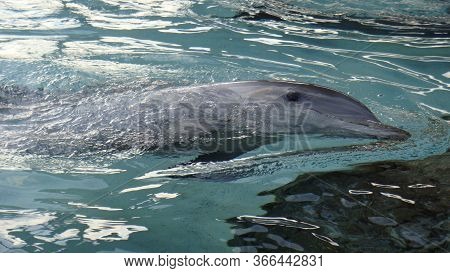 Dolphin Smile In Water. Dolphin In Water. Dolphin Head. Dolphin Smiling