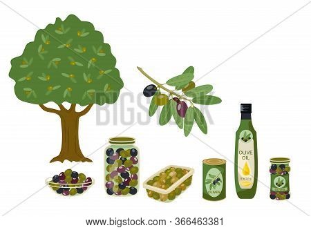 Olive Products Collection. Olive Oil, Branches, Bottles Illustration. Olive Oil Capacity Bottle And 