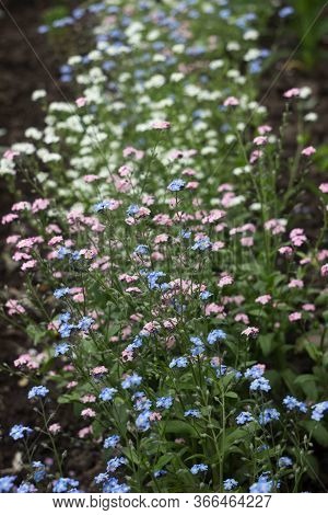Forget-me-not Flower (myosotis Scorpioides) - Delicate Pink, Blue, White Flower Blooms In The Spring