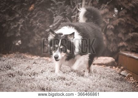 Border Collie Is Running In Winter In Grass. He Is Running To His Breader.