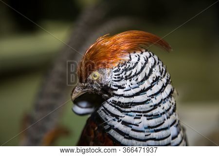 Portrait Of A Beautiful Bird Hybrid Of Golden And Diamond Pheasant (golden & Lady Amherst Pheasant H