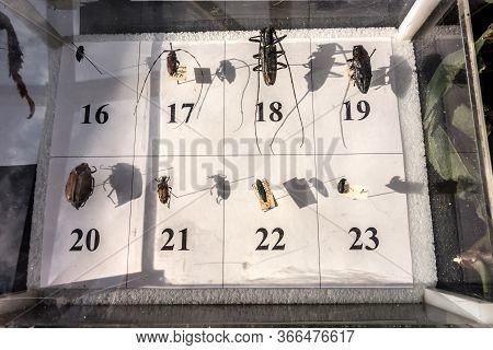 Key To Pests Of Coniferous And Deciduous Forests. Detail Of The Collection Of Bark Beetles And Other