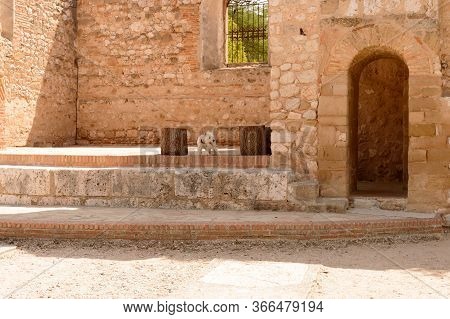 West Highland White Terrier Scampering Around Ruins Of Saint Peter High Altar In Hita. July 23, 2019