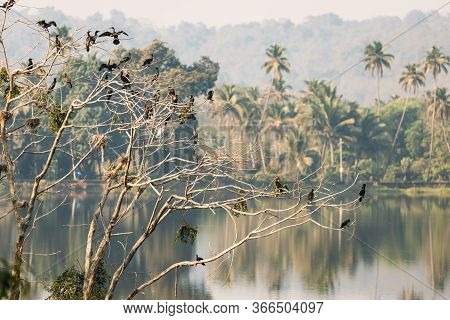 Carambolim Lake, Goa, India. The Indian Cormorants Sits On Tree Branches In Sunny Morning. Indian Sh