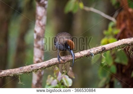 Beautiful Bird-of-paradise Of New Guinea With Long Tail And Beak Aeting Tropical Fruit