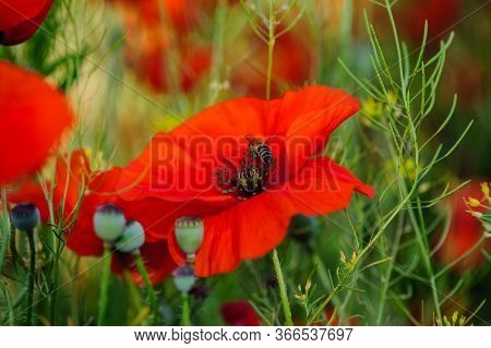 Bright Red Poppy Flowers In Summer. Bees Collect Nectar. Beauty