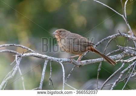 Alert California Towhee Clings To Branch Perch In Forrest While Looking Out For Potential Danger.