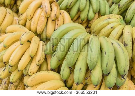 Organic Green And Natural Ripening Banana Bunches At Fruit Stand In Geylang, Singapore