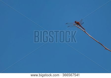 Red Dragonfly Sitting On Dry Tree Stick With Clear Blue Background For Copy Space