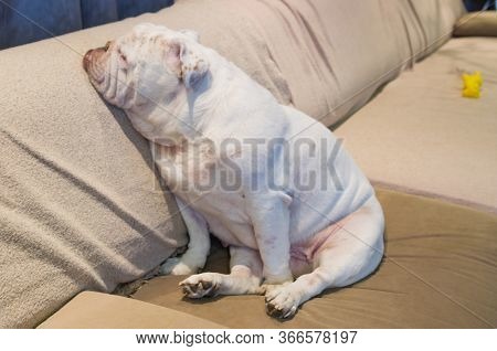 Beautiful Dog Of Breed English Bulldogg Resting On Sofa