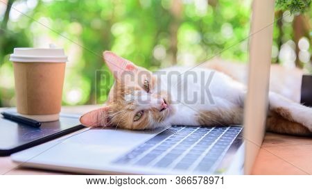 Lock Down And Self-quarantine At Home With Cat. Social Disconnect And Stay Home Stay Safe. Mental He