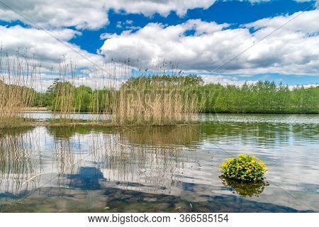 Radunia River View With Caltha Palustris And Phragmites.