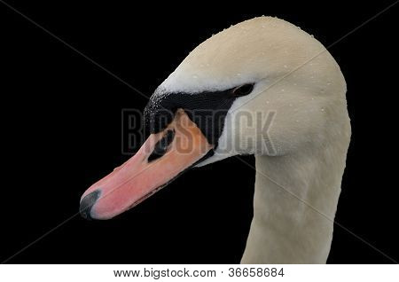 Detail Swan