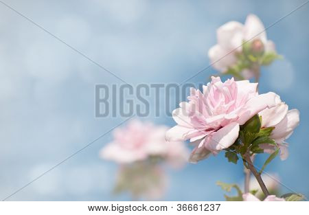 Marzycielski obraz światło różowe kwiaty Althea przeciw błękitne niebo