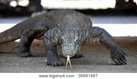 มังกรโคโมโด