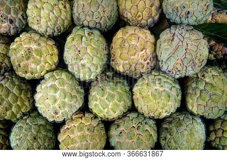 Custard Apple Fruit To Sell In Fresh Market. Annona Reticulata. Group Of Fresh Organic Green Custard