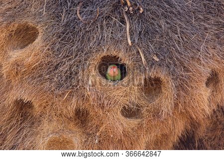 Huge Nest Of The Sociable Weaver Is A Species Of Bird In The Weaver Family Endemic To Southern Afric