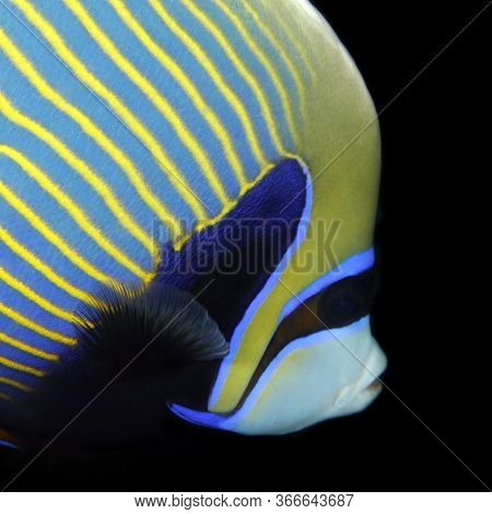 Close-up Of A Emperor Angelfish (pomacanthus Imperator). Tofo, Mozambique