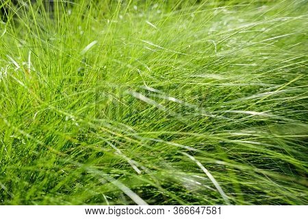 Undergrowth, Thick Growth Of Grass, Weeds. A Mass Of Reeds, Grasses.