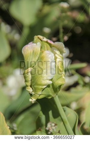 Tulip Season. Bright Fresh Spring Flowers Bright Fresh Spring Flowers White Parrot Tulip Bud On Blur