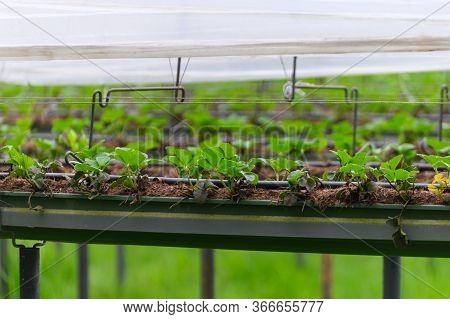 Bio Farming In Netherlands, Outdoor Hydroponic Shelved Systems For Cultivation Of Strawberry Plants 