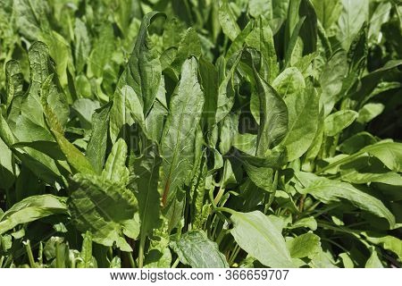 Fresh Sorrel Rumex Growing In A Soil. Common Sorrel, Rumex Acetosa, Growing In Garden