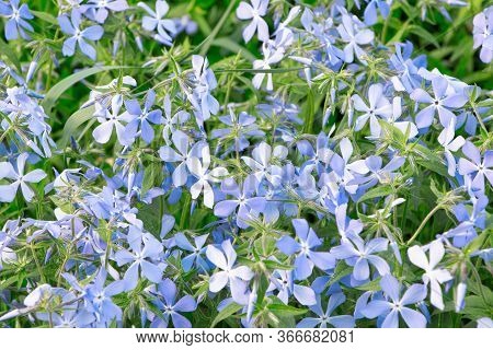 Blooming Blue Phlox. Spring Flowers. Garden Divaricata Phiox