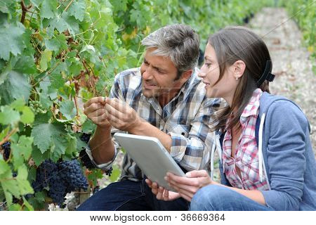 Winemarkers in filari di vite controllo qualità di uve
