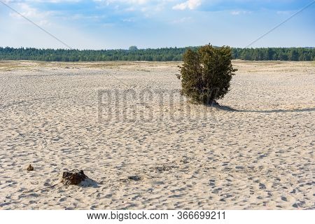 Lonley Bush On Bledow Desert, The Biggest Sand Accumulation Away From Any Sea, Located In Southern P
