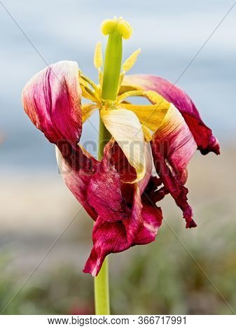Wilted Tulip